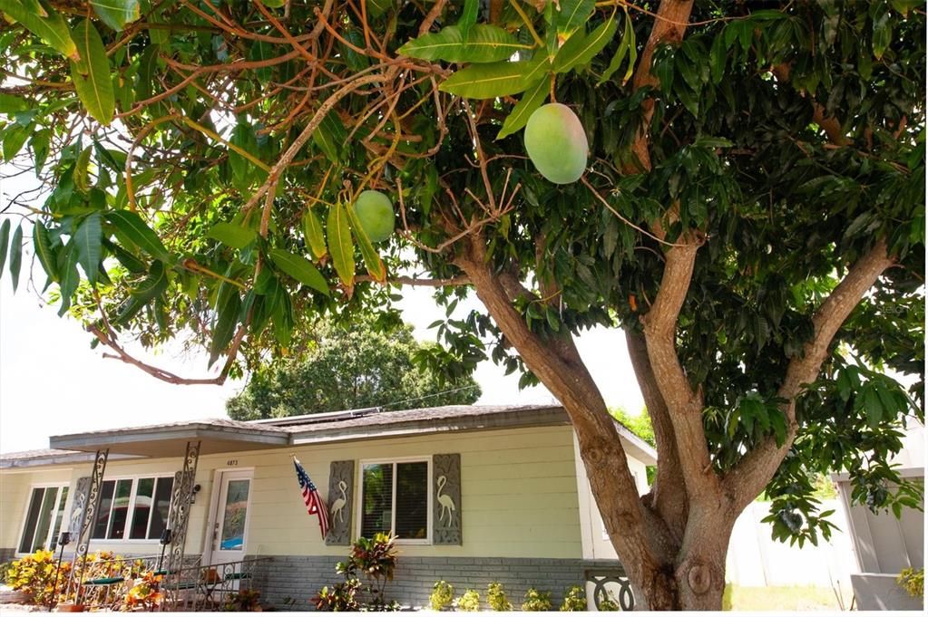 Mature fruit tree