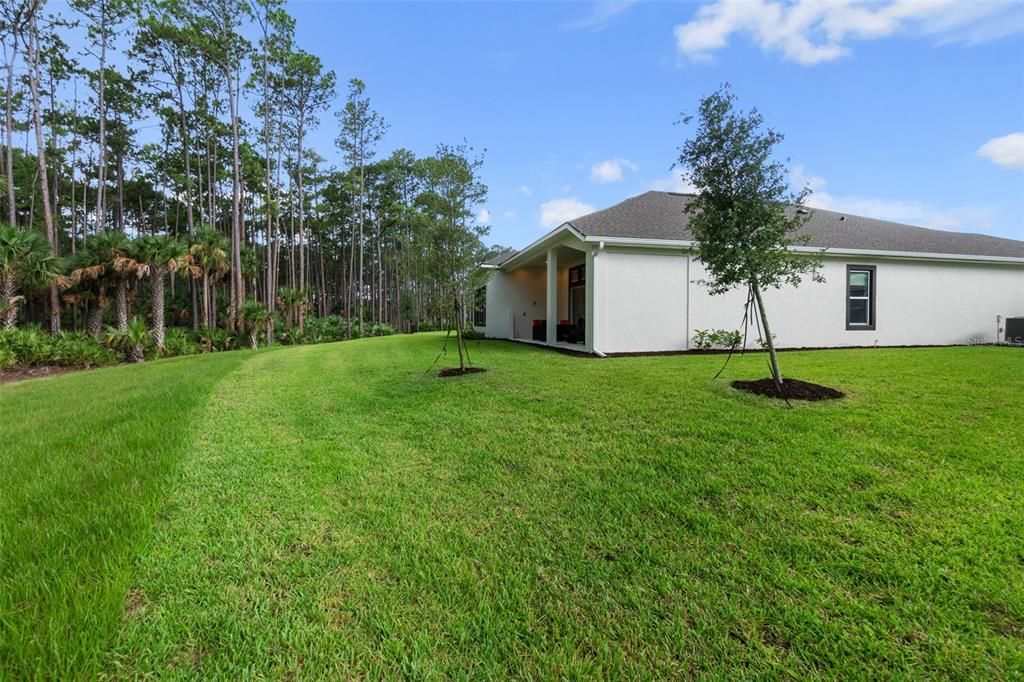 Lush, Green Yard of Home