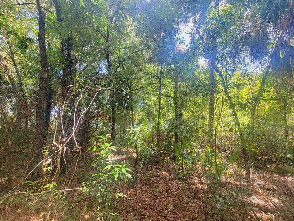 En Venta: $15,000 (0.25 acres)