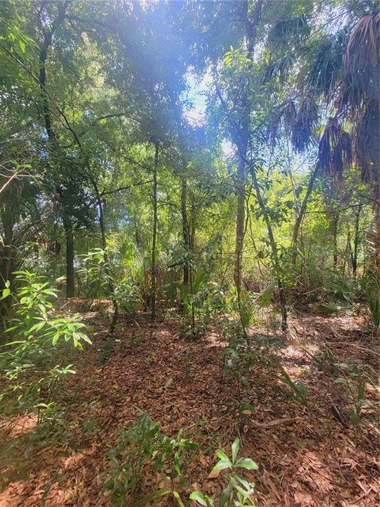 En Venta: $15,000 (0.25 acres)