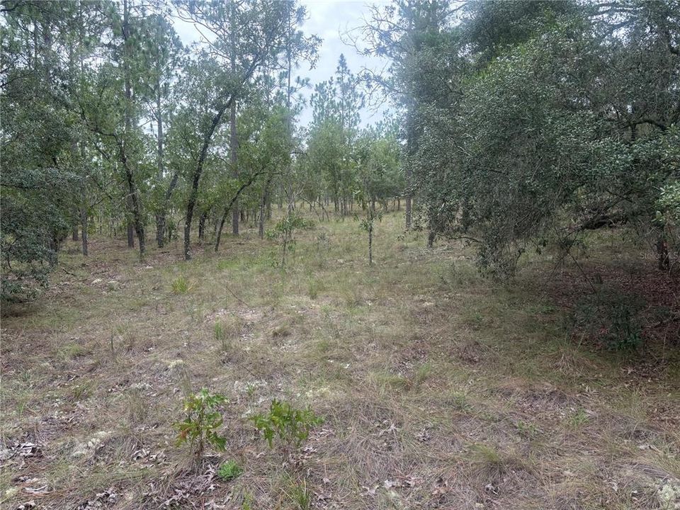 На продажу: $39,000 (1.00 acres)