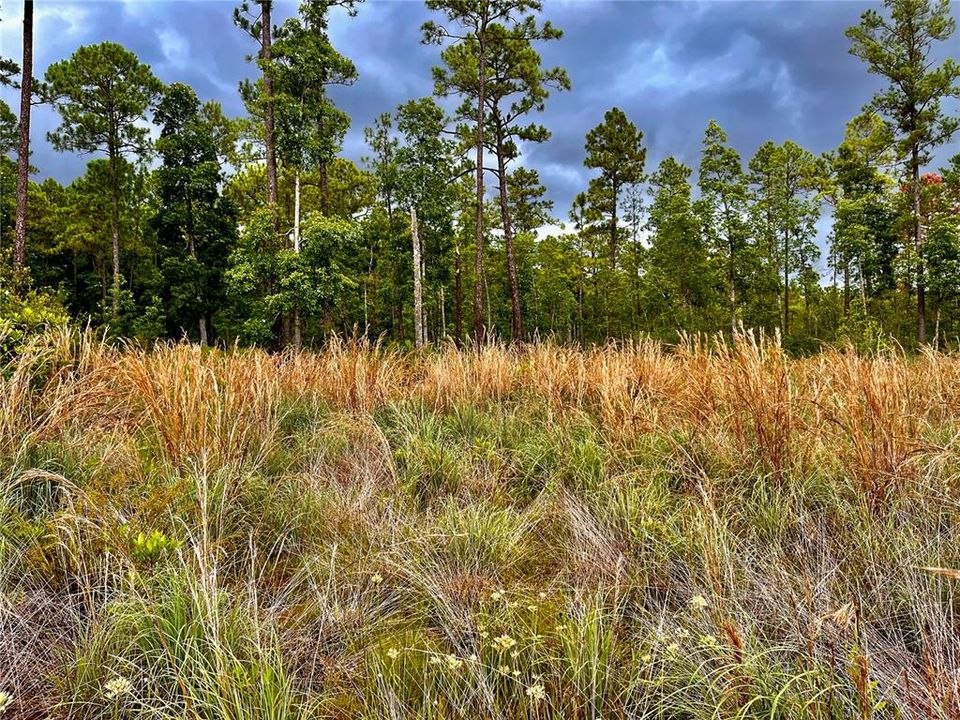 На продажу: $175,000 (13.83 acres)