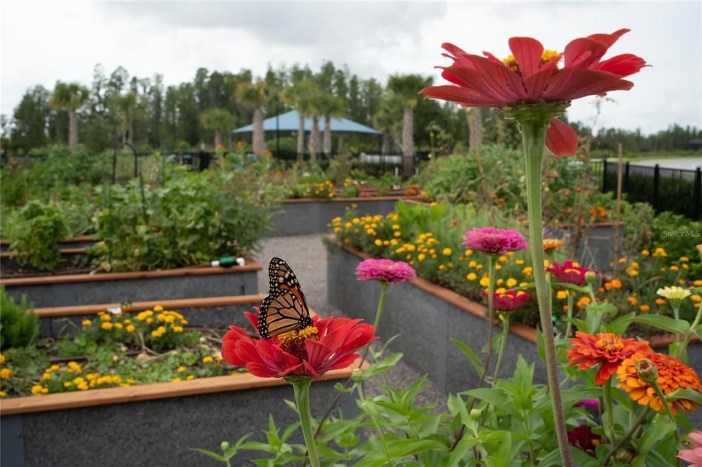 flower/vegetable garden