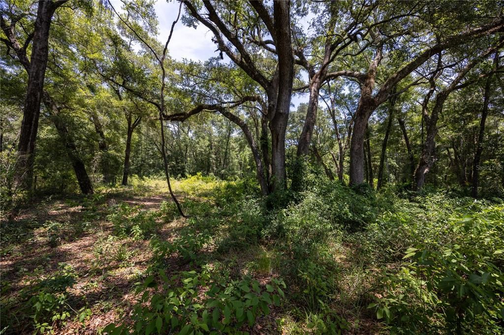 For Sale: $299,000 (5.40 acres)