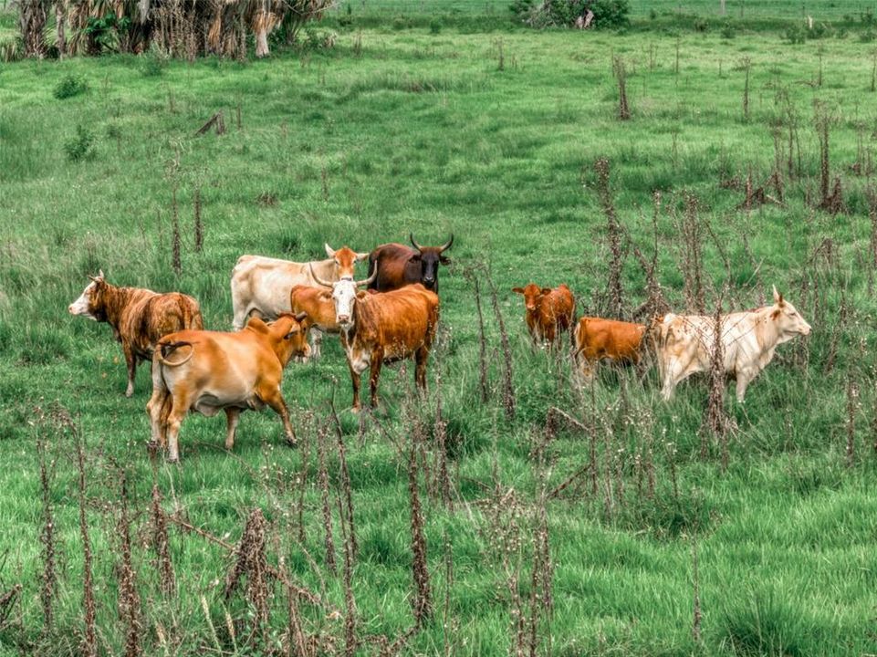 На продажу: $2,200,000 (40.02 acres)