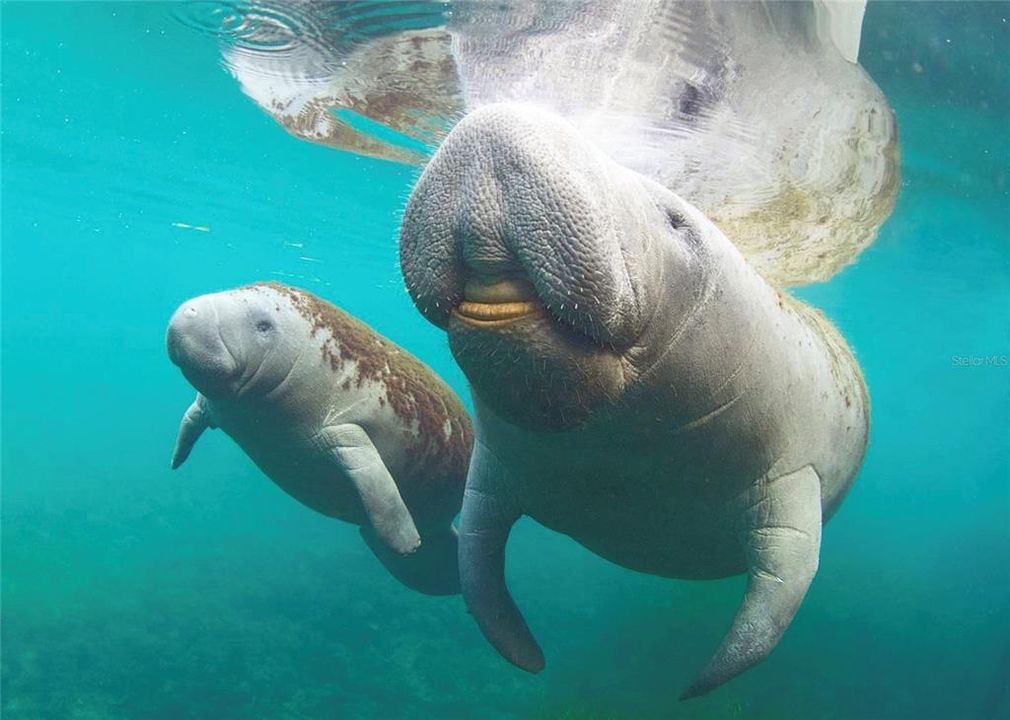 На продажу: $2,600,000 (35.50 acres)