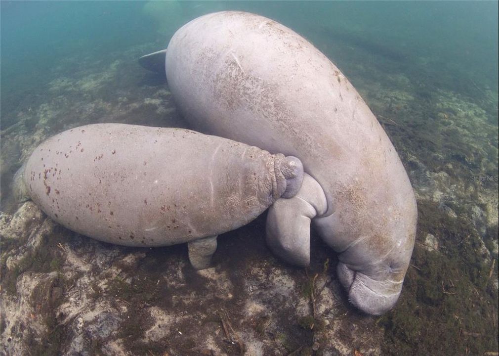 На продажу: $2,600,000 (35.50 acres)