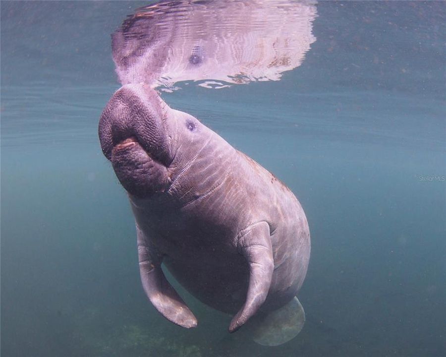 На продажу: $2,600,000 (35.50 acres)