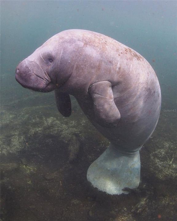 На продажу: $2,600,000 (35.50 acres)