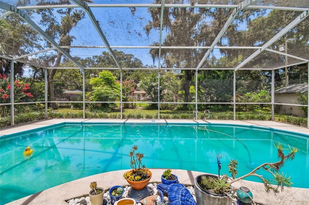 Backyard, Pool & Screened Lanai