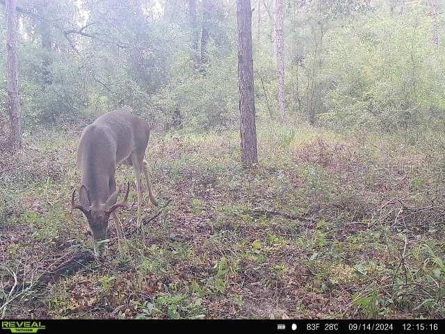 На продажу: $174,900 (18.95 acres)