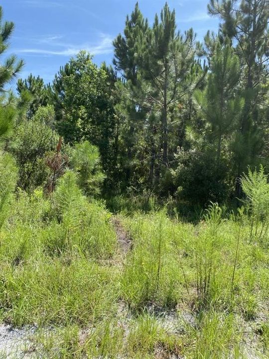 For Sale: $154,999 (3.91 acres)