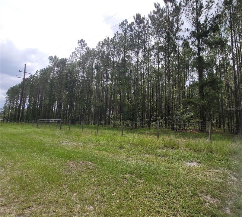 SW SR 121 - 9.82 acres of planted pines