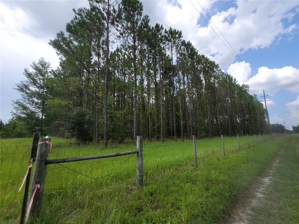 SW SR 121 - 9.82 acres of planted pines