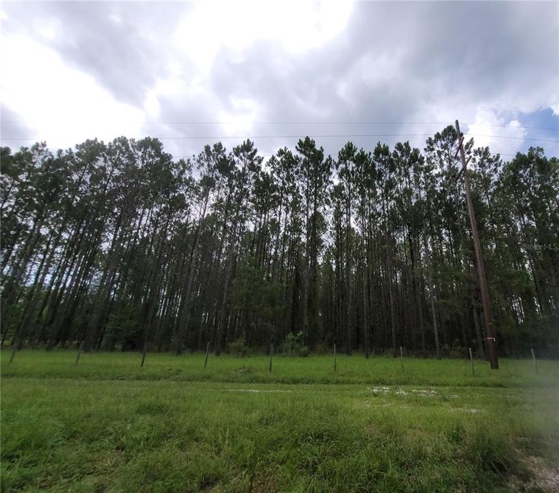 SW SR 121 - 9.82 acres of planted pines