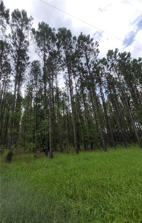 SW SR 121 - 9.82 acres of planted pines