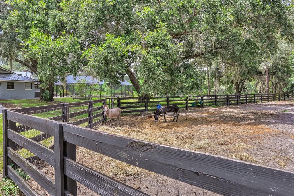 Enclosed Paddock for donkeys or other livestock