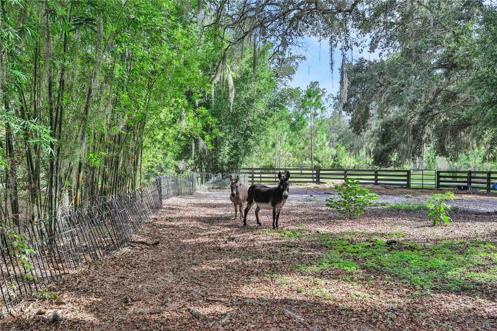 Paddock with Owner's two miniature donkeys