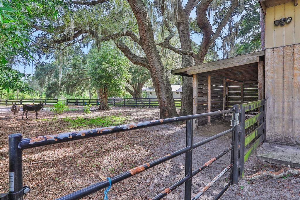 Paddock with separate gates. One leads out to the front yard while this gate leads out past the barn to the back half of the property.