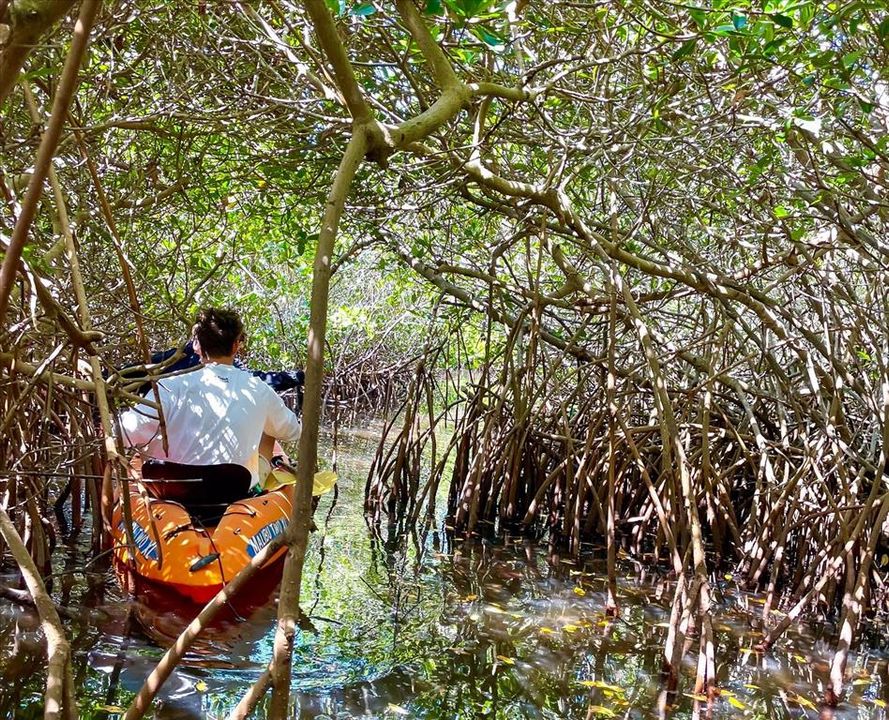 Explore the Mangrove Shoreline or Paddle to the Beach Bridge.