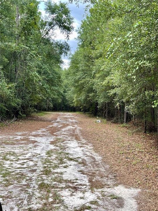 Long Wooded Driveway