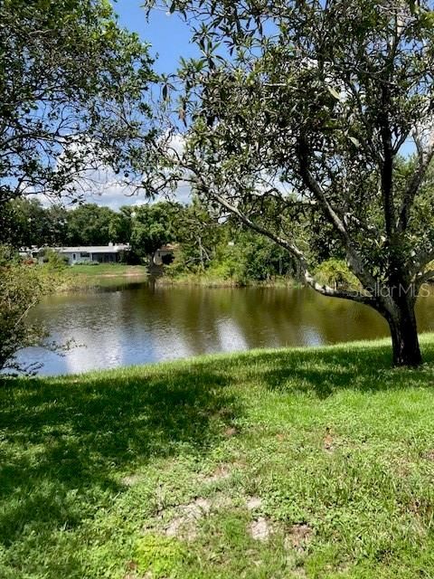 Peaceful Pond View