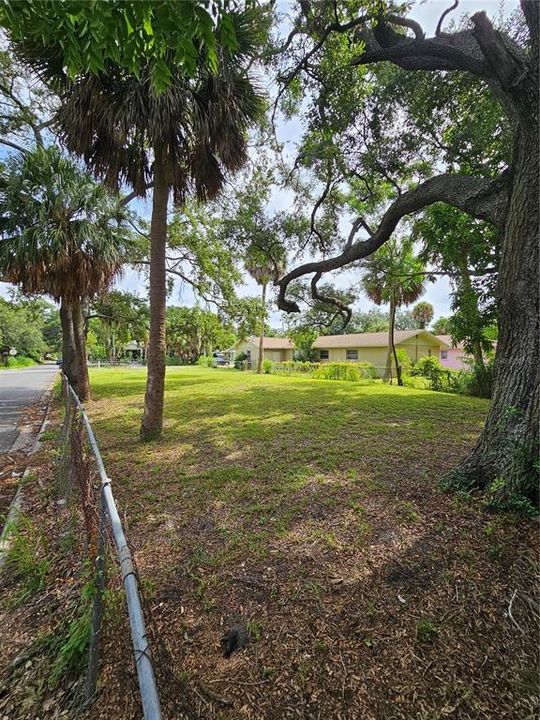 three palm trees on property