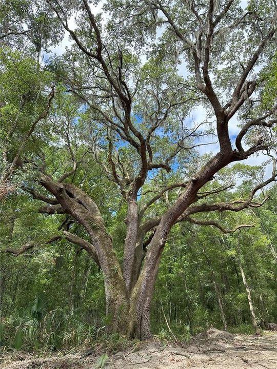 На продажу: $120,000 (4.30 acres)