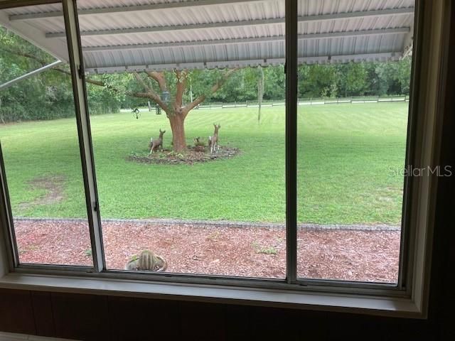 View out Family Rm window at deer in front yard