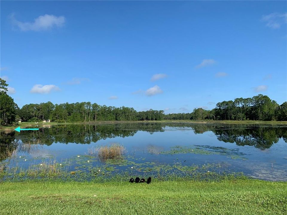 Lake Marion frontage