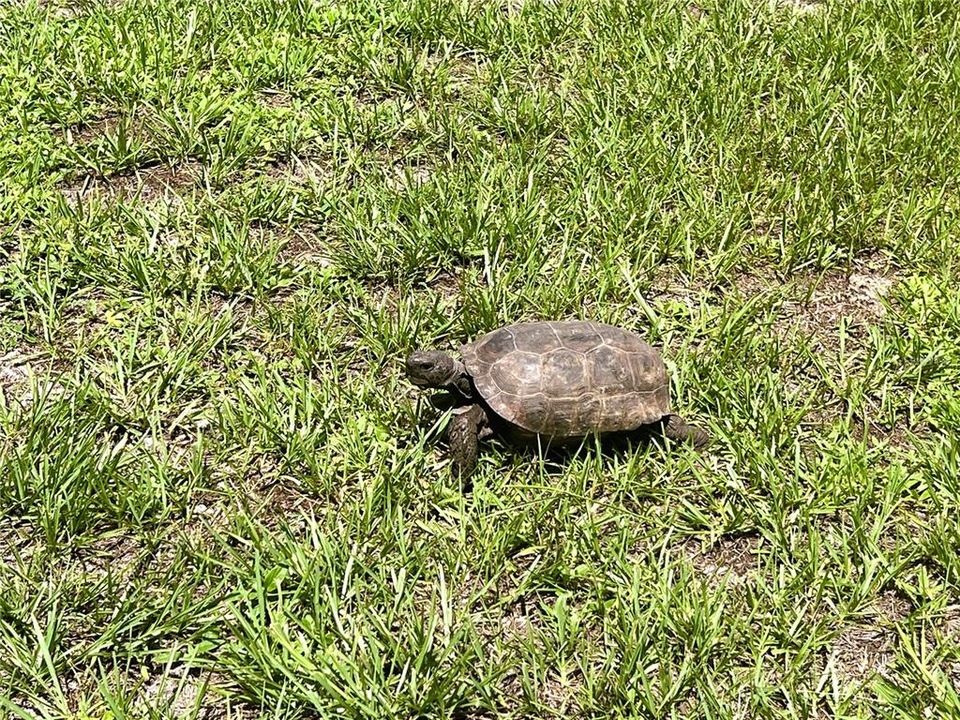 Protected Gopher Tortoise