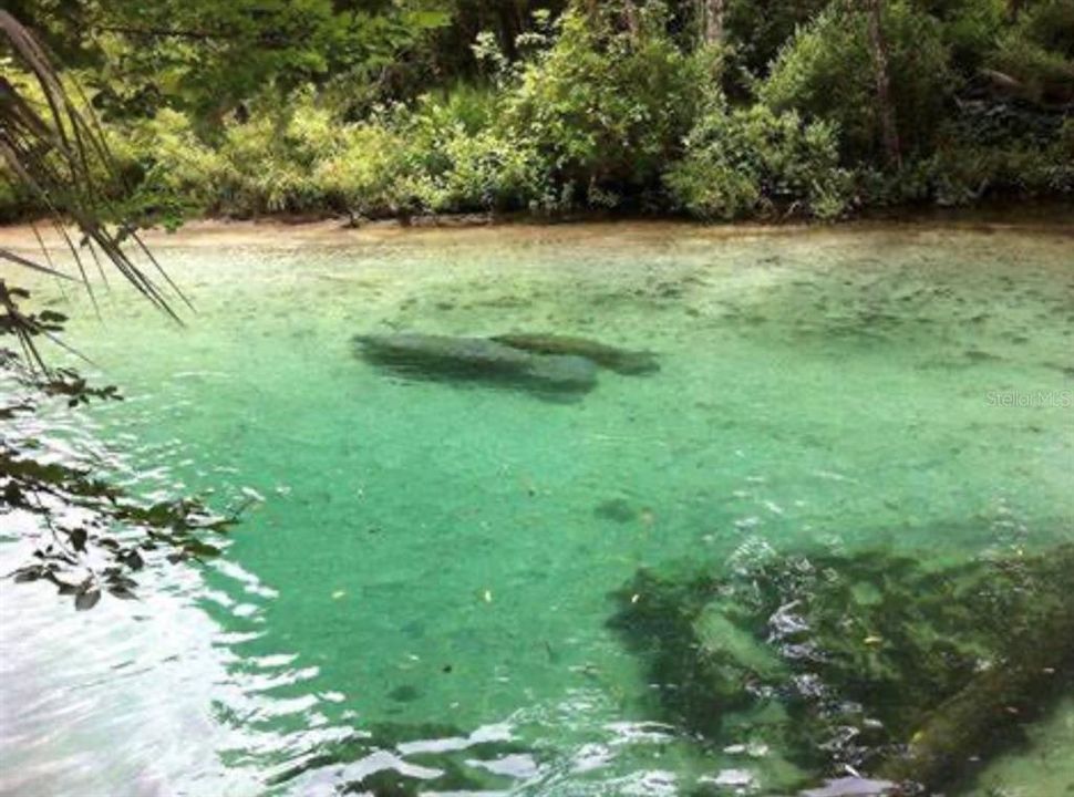 Manatees swimming on the river