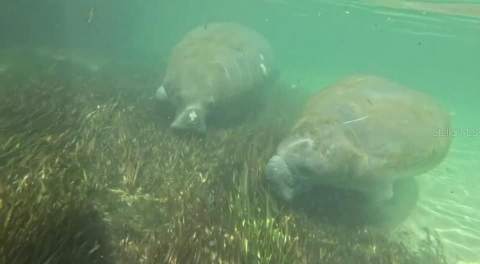 Manatees