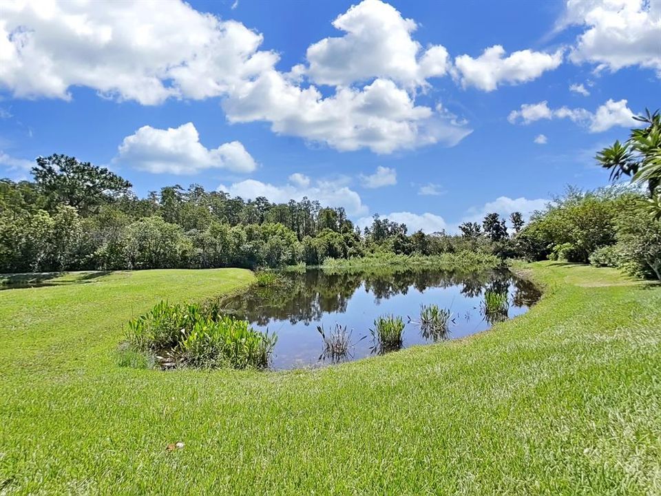 pond view