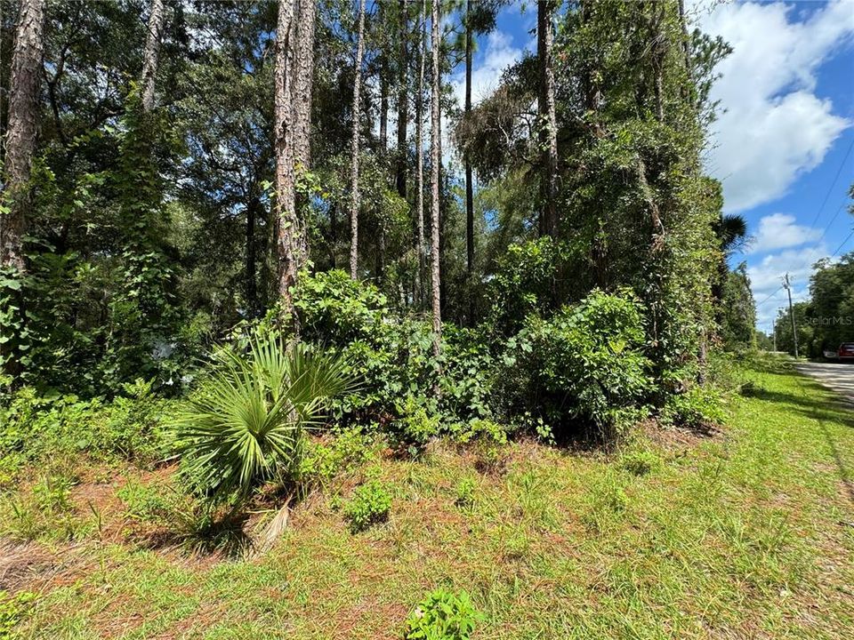 View from NW 97th Ct. corner looking north, This is the lot that runs from NW 58th Place to NW 59th St 200' wide road to road