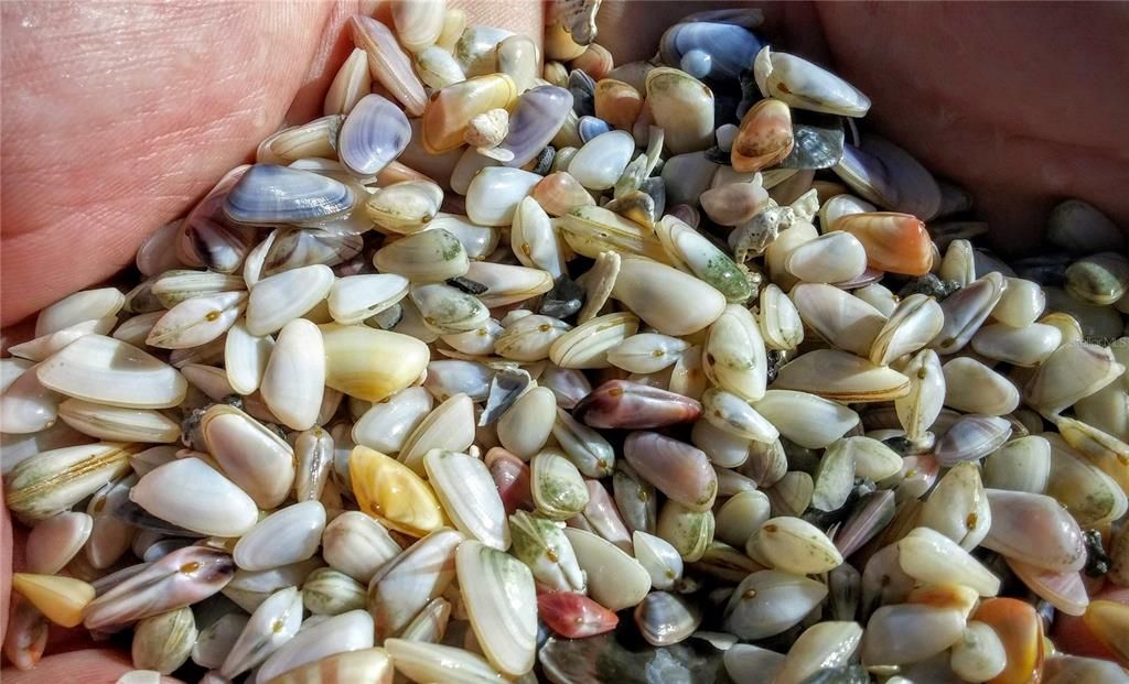 Shell gathering after a storm - millions of tiny coquina shells...