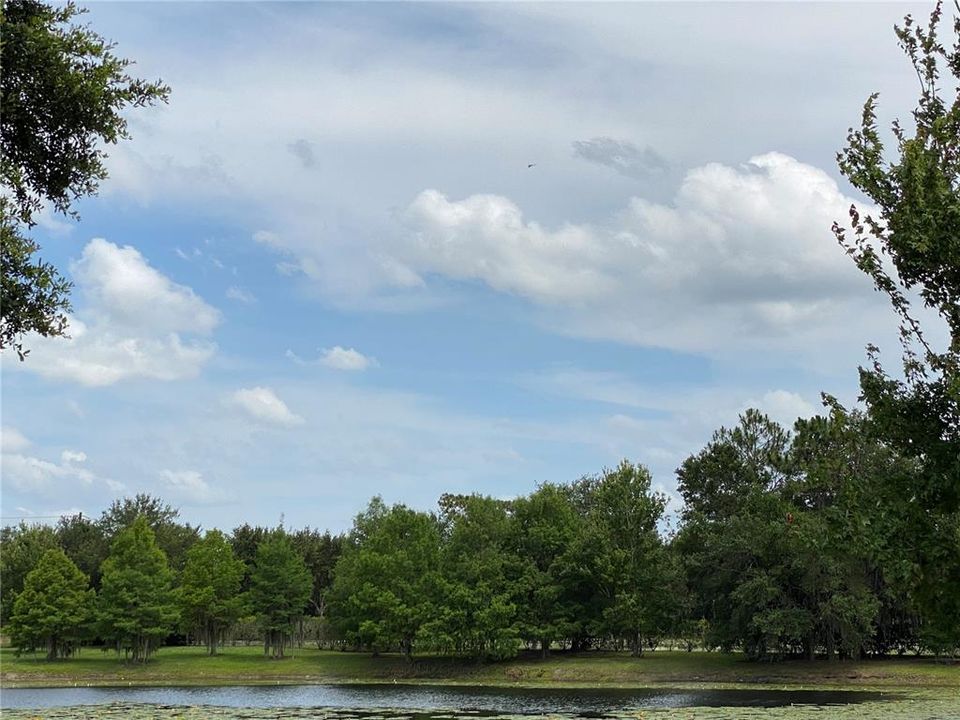 Neighborhood Pond