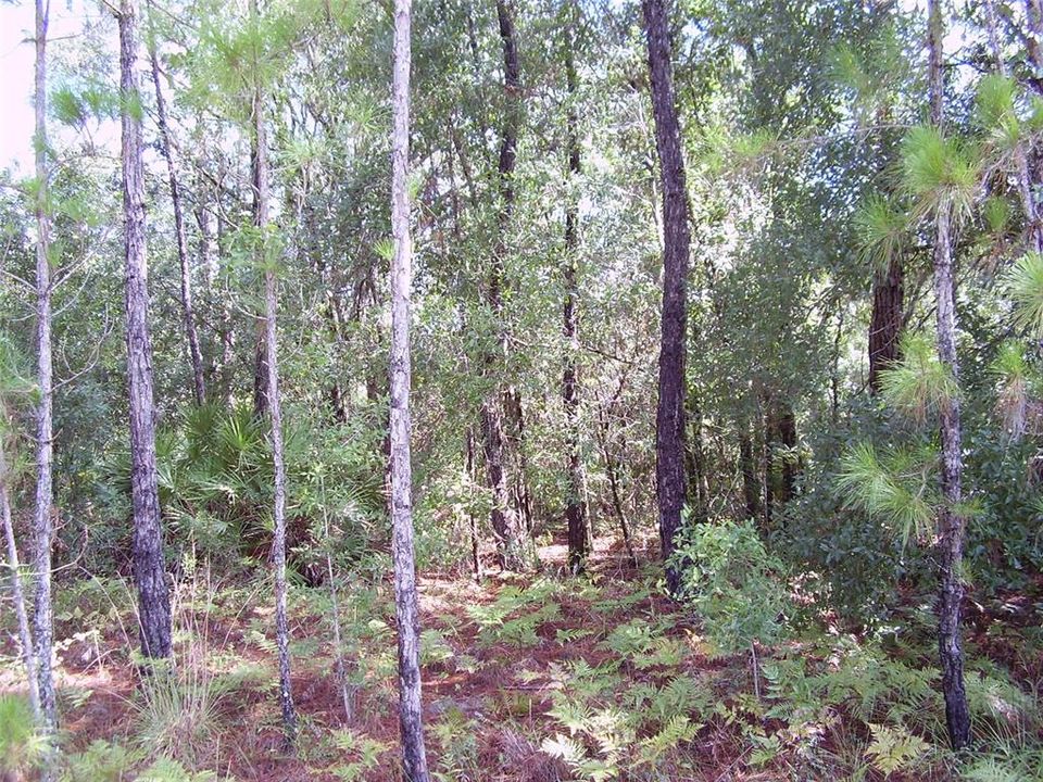 En Venta: $49,999 (0.44 acres)