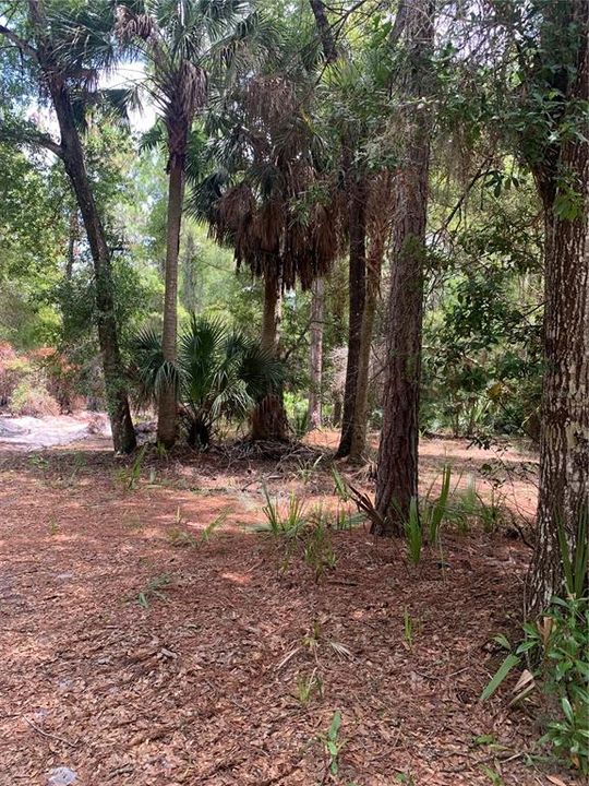 En Venta: $59,000 (5.19 acres)