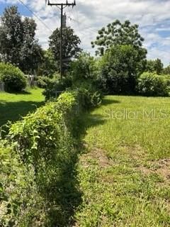 Beautiful Lush Greenery