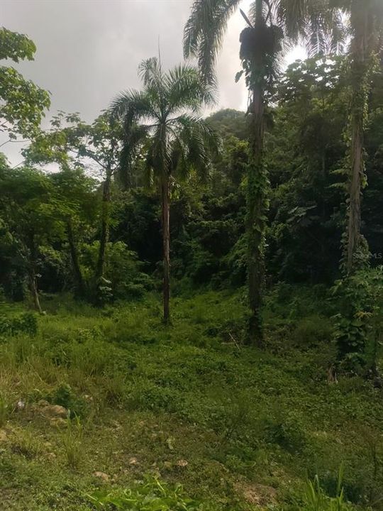 En Venta: $250,000 (25.73 acres)