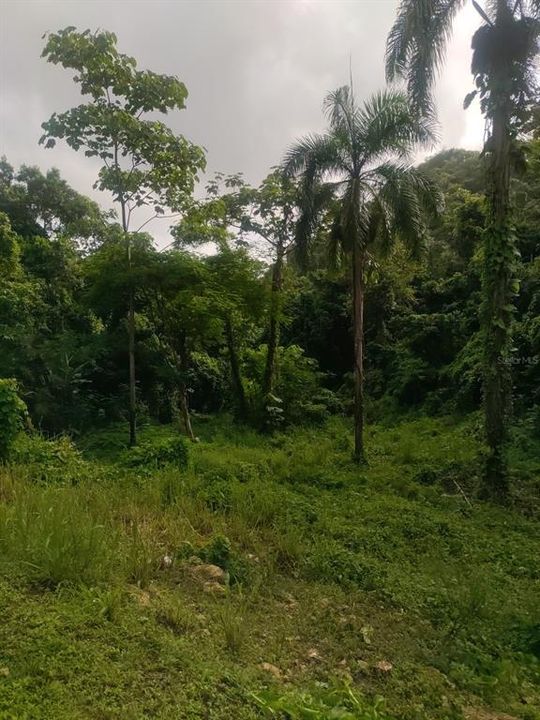 En Venta: $250,000 (25.73 acres)