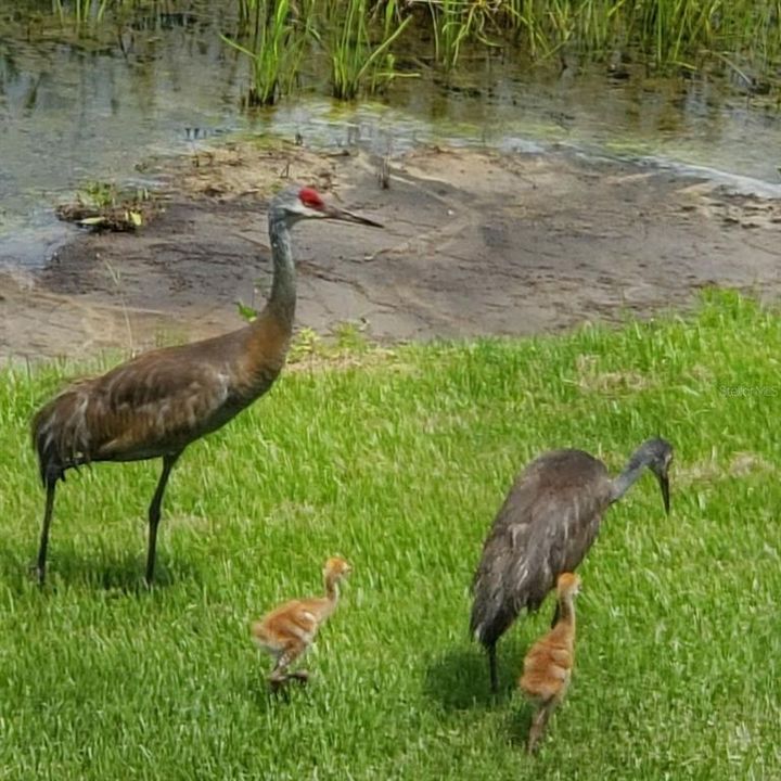 Sandhill Cranes with babies