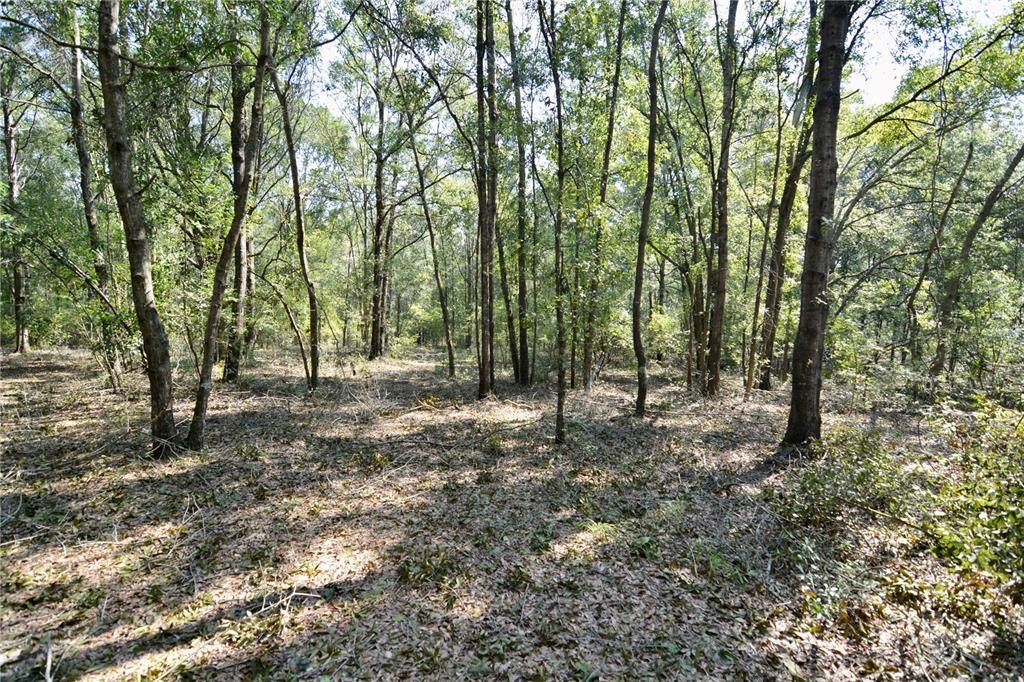 For Sale: $240,000 (40.00 acres)