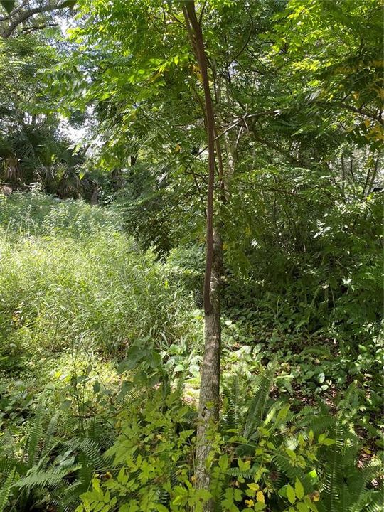 Недавно продано: $53,800 (0.14 acres)