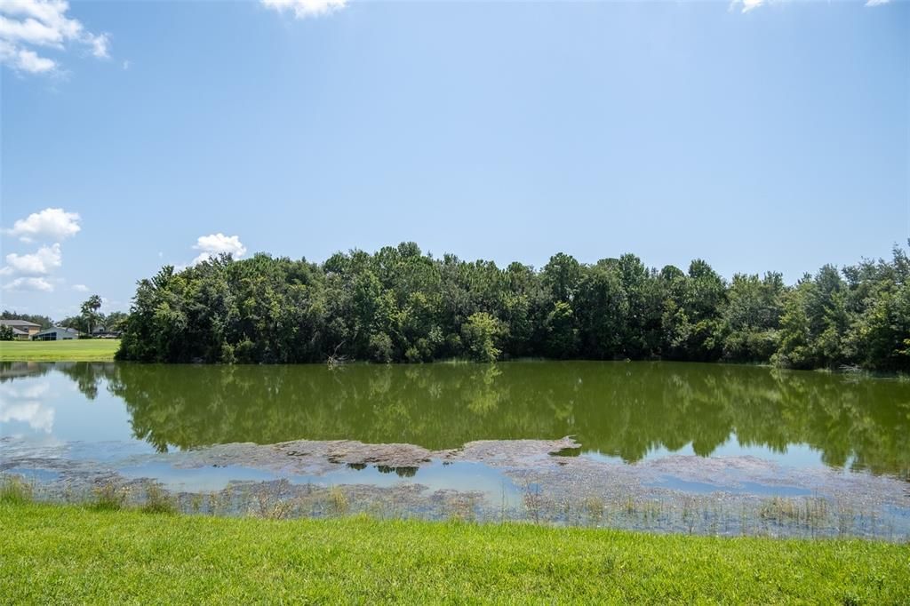 Rear pond