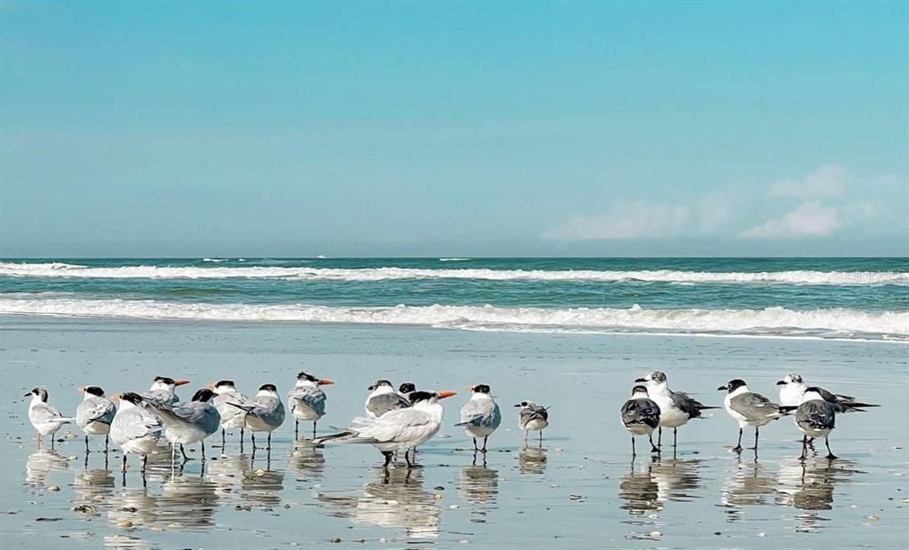 Manasota Key Beach