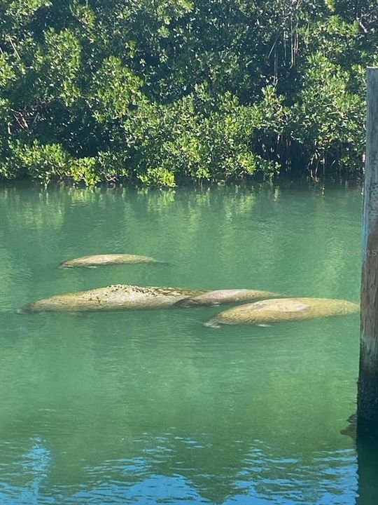 Manatees visit the Cove