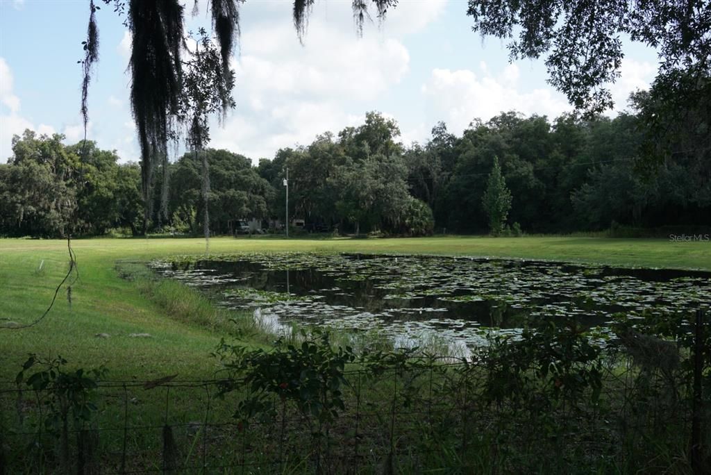 View of pond