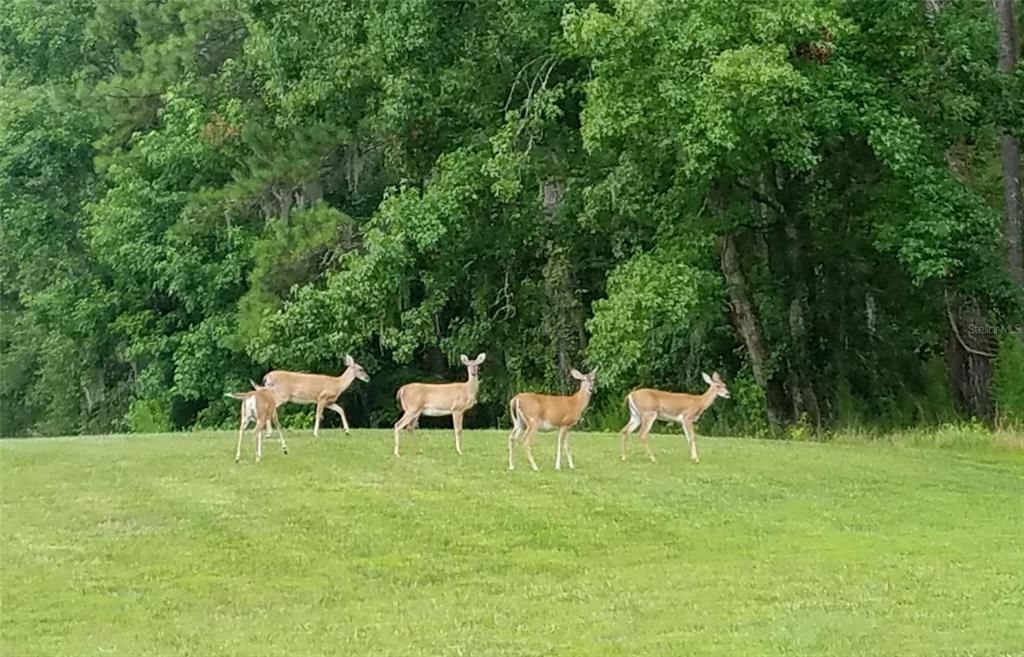 For Sale: $173,500 (3.10 acres)